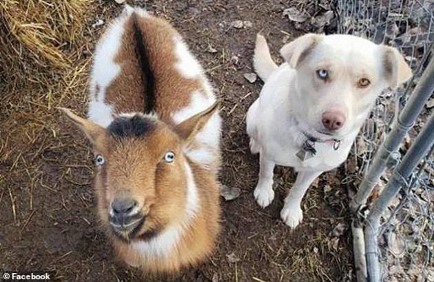 dog goat