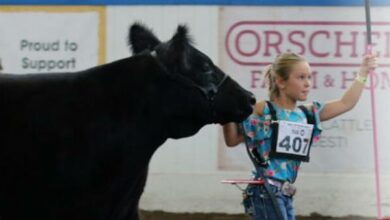 state fair