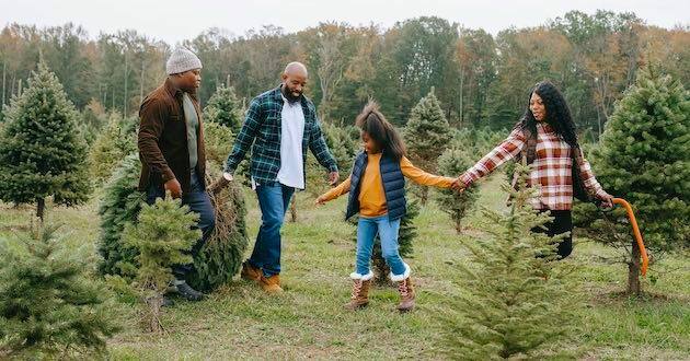 christmas trees