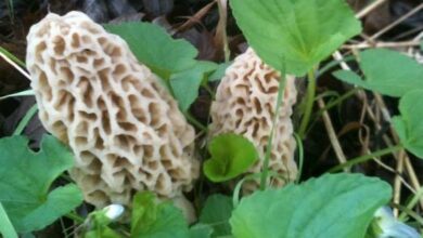 morel