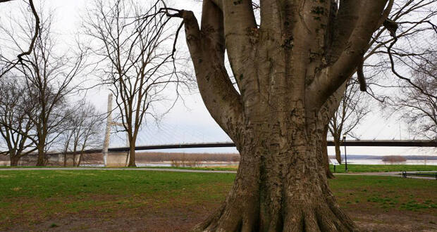 championship trees