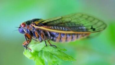 cicadas