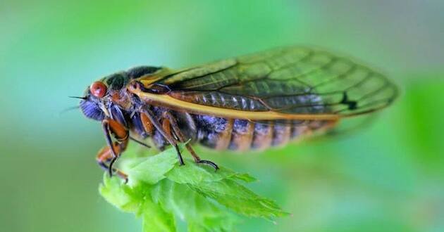 cicadas