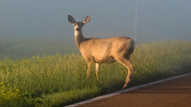 vehicle-deer crashes